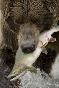 bear w salmon